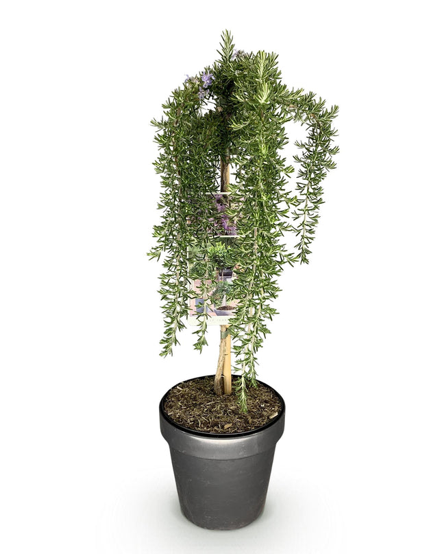 Romero rastrero - Perennifolio - Resistente al invierno - Flor morada - Maceta 19 cm Altura 90 cm