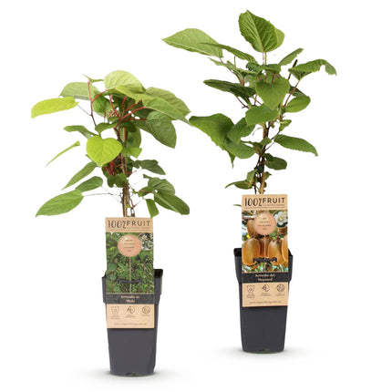 Kiwipflanze Actinidia Weiki & Hayward - 1 Männlich - 1 Weiblich - Pflanzen - Grün - Topf 15cm - Höhe 50cm
