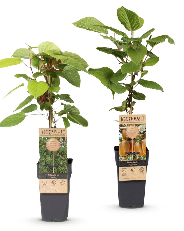 Kiwipflanze Actinidia Weiki & Hayward - 1 Männlich - 1 Weiblich - Pflanzen - Grün - Topf 15cm - Höhe 50cm