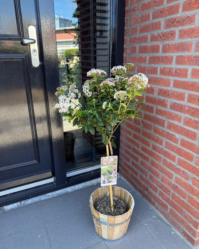 Viburno tinus - Sempreverde - Resistente all'inverno - Fiore bianco-rosa - Vaso 19 cm Altezza 90 cm