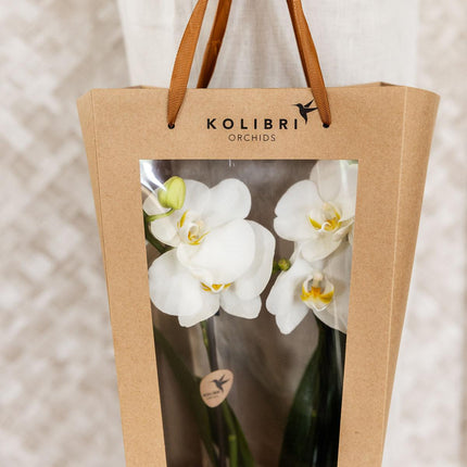 Gift bag for Orchid with Decorative Pot 9cm