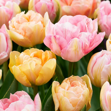 96x Tulipa Peaches & Kisses - Tulipán Rosas y Besos - Varios - Planta de floración primaveral - Tamaño del bulbo 11/12