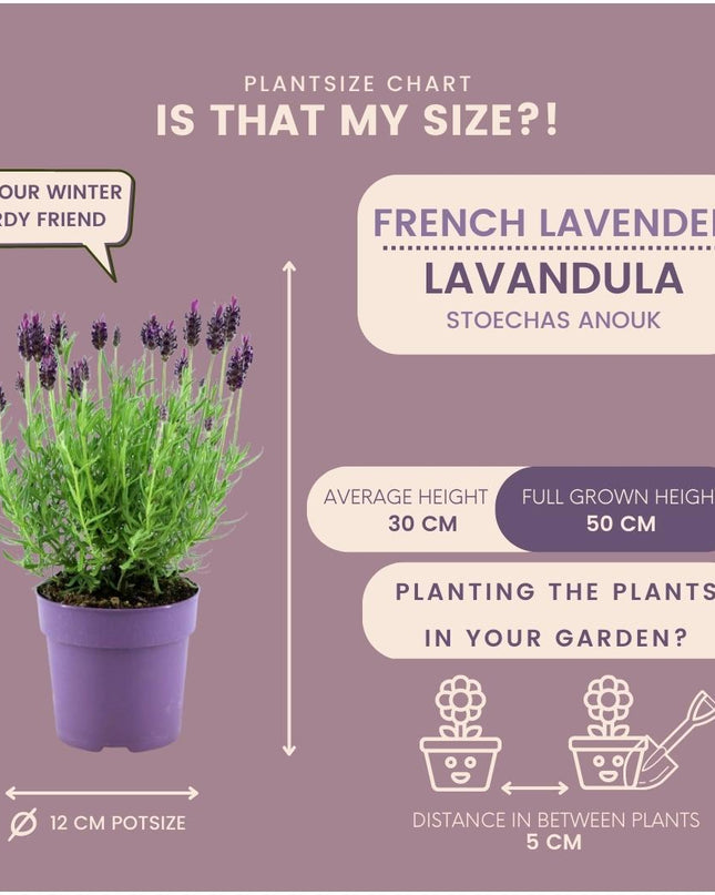 24 x Lavandula stoechas Anouk® - Ø12 cm - ↕25 cm