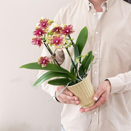 Orquídea | Orquídea phalaenopsis naranja amarilla maceta Ø9cm | Grosseto | planta de interior en flor - fresca del cultivador