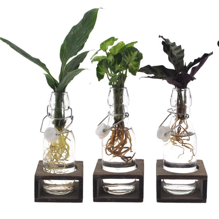 Intenz Mix in Ann Glas (witte dop) + Naturel Single - 3 stuks - Ø7cm - ↕25cm