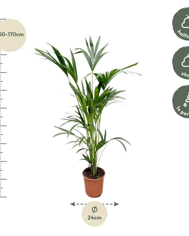 Kentia palm - 160cm - Ø24