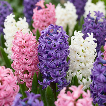 20x mélange pastel de Hyacinthus - mélange de jacinthes pastel - Pastel - Floraison printanière - calibre de bulbe 14/15