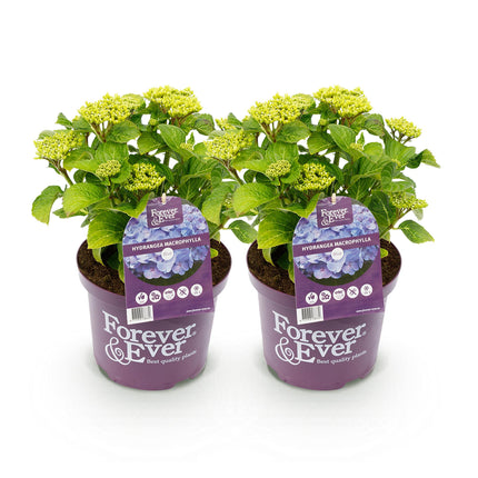 Hortensia Blauw  - Hydrangea Forever & Ever - 2 Planten - Pot 23cm Hoogte 55cm