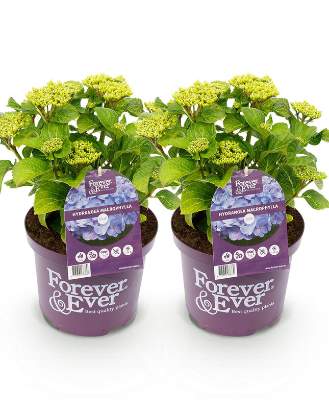 Hortensia Blauw  - Hydrangea Forever & Ever - 2 Planten - Pot 23cm Hoogte 55cm