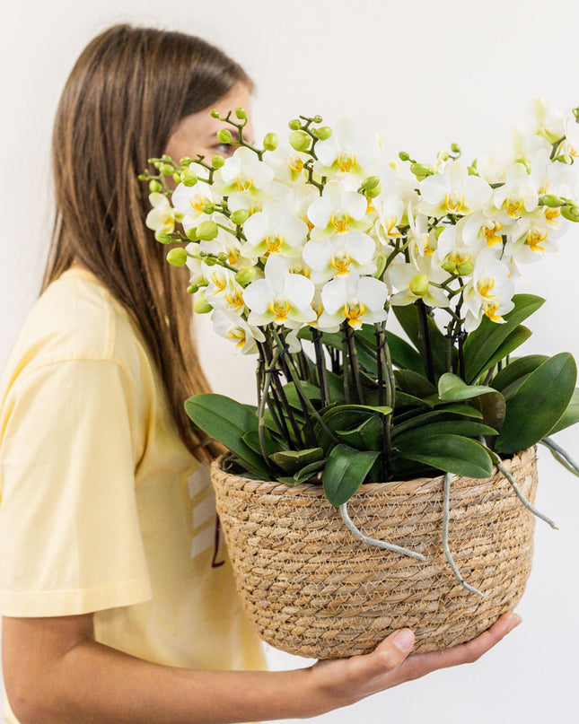 Kolibri Orchids | witte plantenset in Reed Basket incl. waterreservoir | drie witte orchideeën Lausanne 9cm en drie groene planten | Jungle Bouquet wit met zelfvoorzienend waterreservoir
