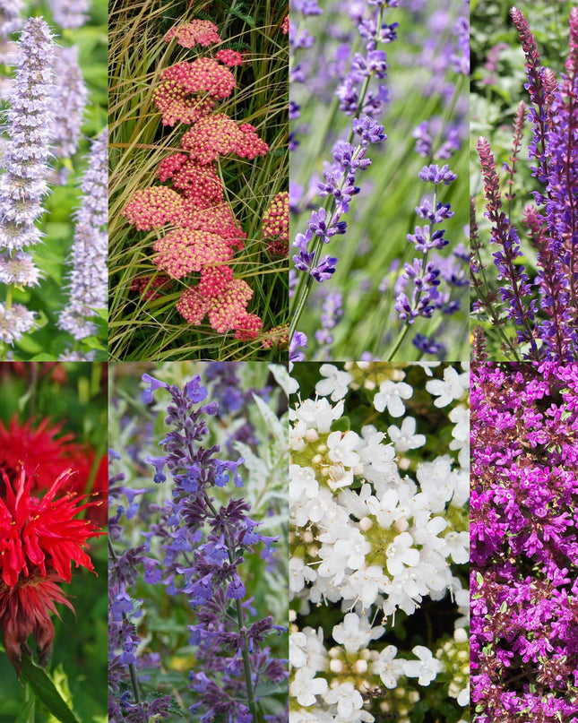 Borderpakket - Geurend - 8 Vaste planten - 1 m2 - Diversen kleuren - Weinig Onderhoud - Pot 11cm