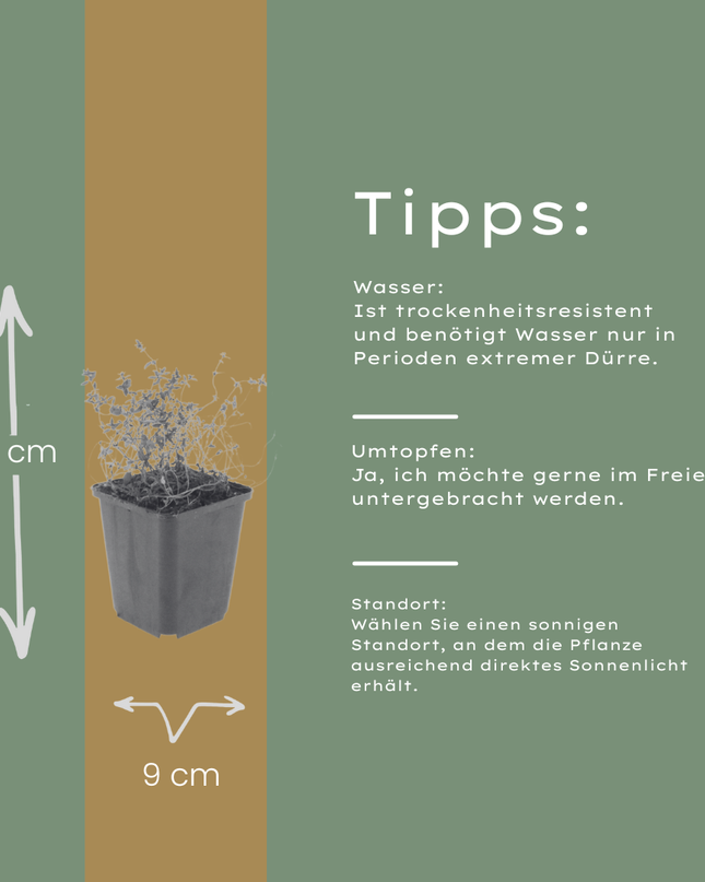 24x Thymus vulgaris - ↕10-25cm - Ø9cm