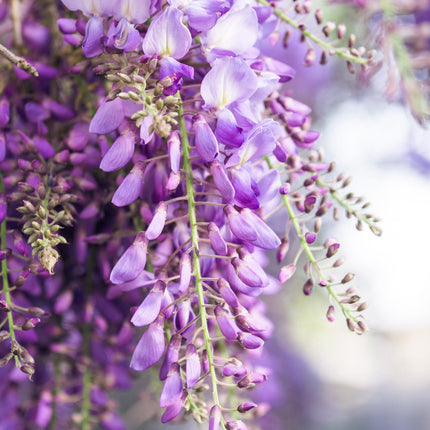 Paarse regen - Wisteria floribunda 'Naga Noda' - Ø15cm - ↕65cm