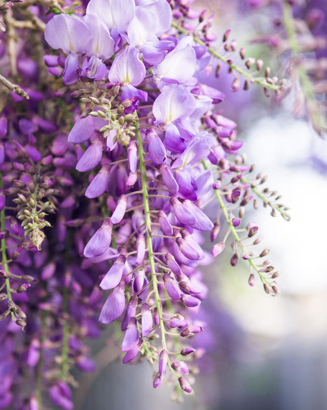 Paarse regen - Wisteria floribunda 'Naga Noda' - Ø15cm - ↕65cm