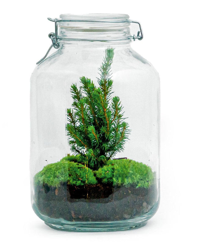 DIY terrarium - Jar Christmas - ↕ 28 cm