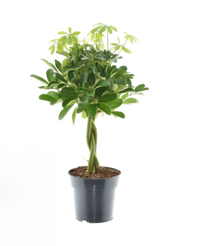 Schefflera Compacta Nora - Ø17cm - ↕60cm