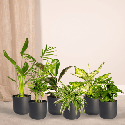 Verrassingsbox - 10 stuks - Ø12cm - ↕25cm