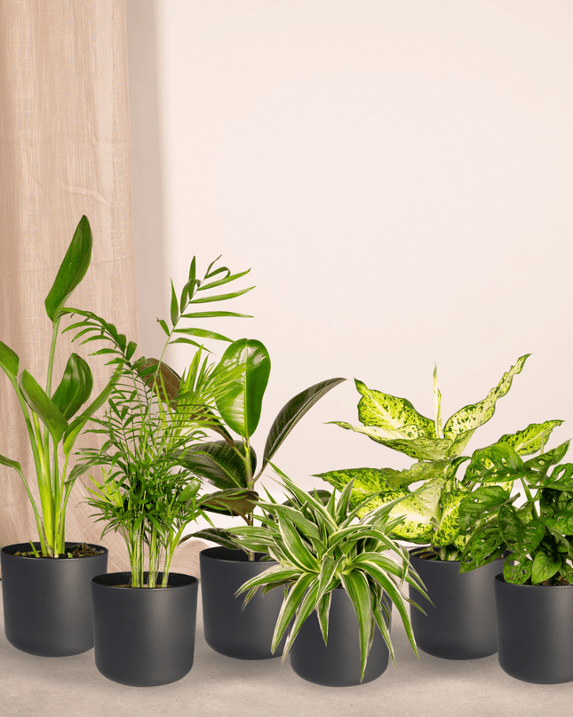 Verrassingsbox - 10 stuks - Ø12cm - ↕25cm