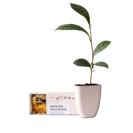 Tea break - Brievenbuscadeau