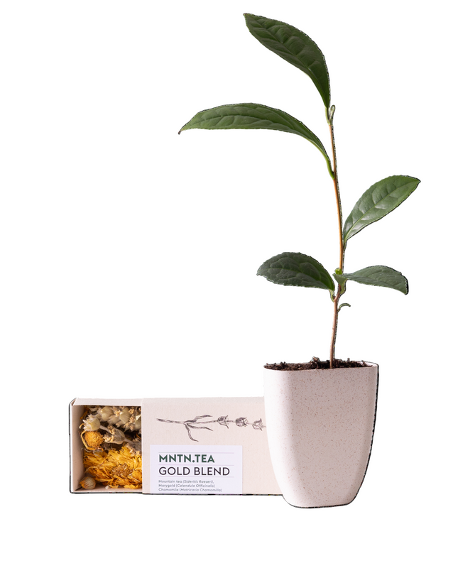 Tea break - Brievenbuscadeau