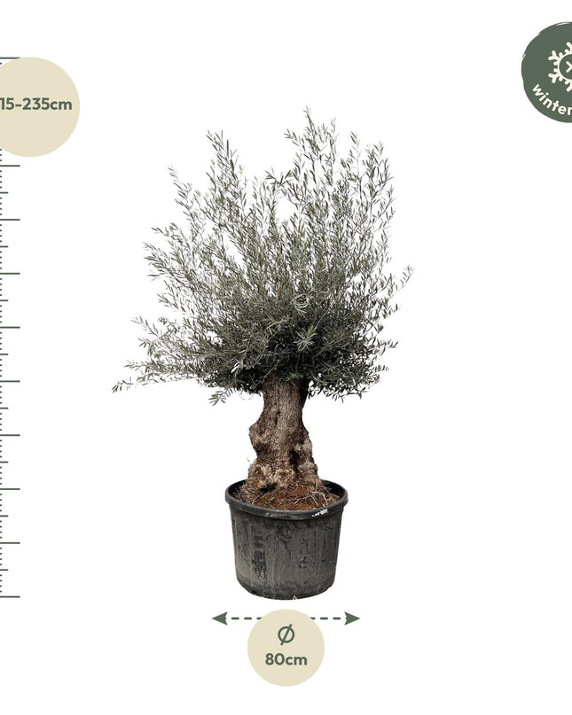 Olea Europaea Bonsai - 270cm- Ø80