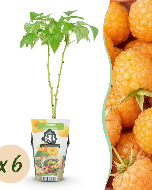 Yellow Raspberry Fruit Plants - 6 plants - Rubus idaeus Fallgold - Hardy in Winter - Pot 9 cm