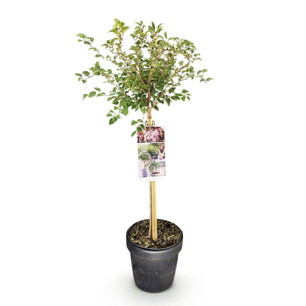Prunus incisa Koujou-no-mai – Terrassenpflanze – sommergrün – winterhart – weiße Blüte – Topf 19cm Höhe 90cm
