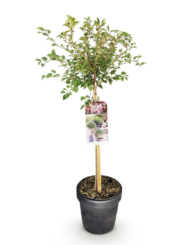 Prunus incisa Koujou-no-mai – Terrassenpflanze – sommergrün – winterhart – weiße Blüte – Topf 19cm Höhe 90cm