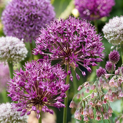 320x Bulb Garden Allium - Mélange d'ails ornementaux pour jardin de bulbes - Divers - Floraison estivale - Calibre du bulbe 10/12