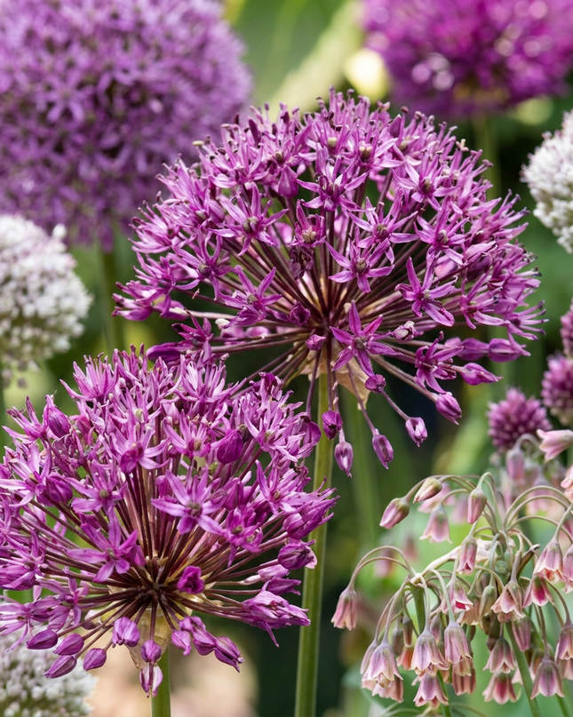 320x Bulb Garden Allium - Ajo ornamental para jardín de bulbos - Varios - Floración estival - Tamaño del bulbo 10/12