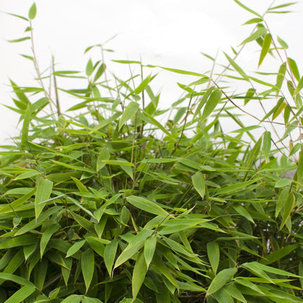 Fargesia 'Moontears'Â® Boobux - Compact groeiend, niet woekerende bamboe - Ø29cm - ↕70cm