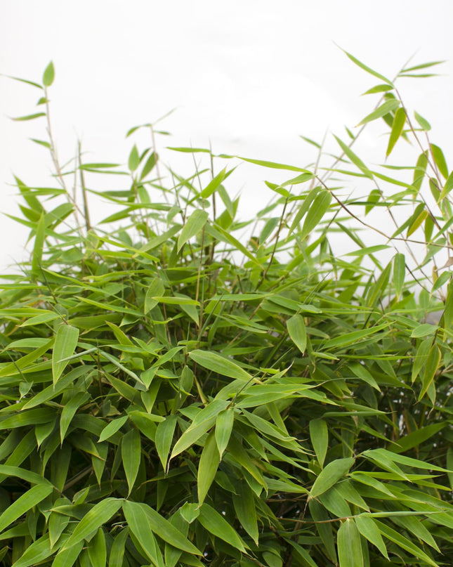 Fargesia 'Moontears'Â® Boobux - Compact groeiend, niet woekerende bamboe - Ø29cm - ↕70cm