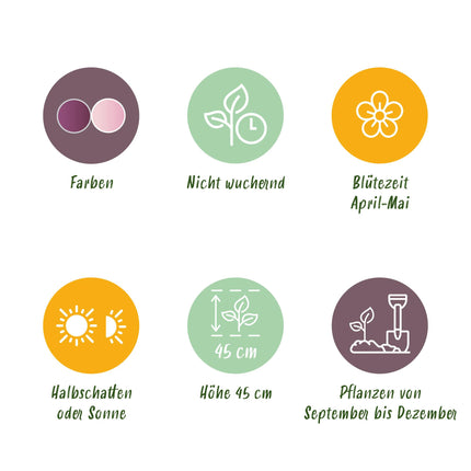 Bloembollen - Tulp Macron mix - Diversen Kleuren - 12 stuks - Bolmaat 11/12 - XXL Pack