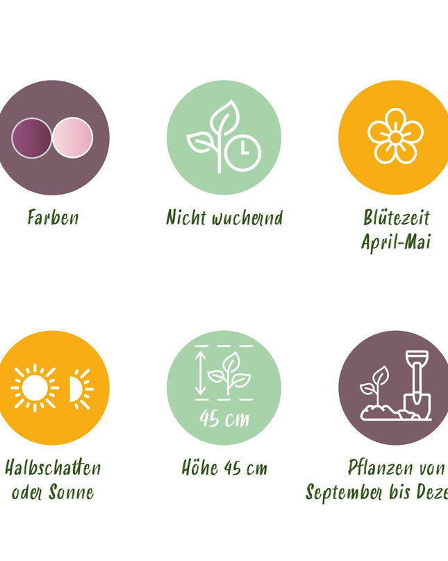 Bloembollen - Tulp Macron mix - Diversen Kleuren - 12 stuks - Bolmaat 11/12 - XXL Pack