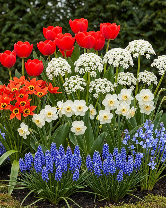 Bloembollen uit Nederland - Diversen Kleuren - 125 stuks - Gift Verpakking