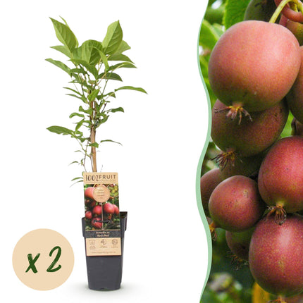 Kiwipflanze Actinidia deliciosa Ken's Red - Weiblich - Rote Frucht - 2 Pflanzen - Topf 15cm - Höhe 50cm