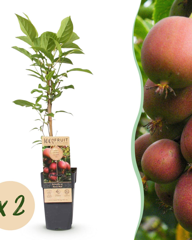 Kiwipflanze Actinidia deliciosa Ken's Red - Weiblich - Rote Frucht - 2 Pflanzen - Topf 15cm - Höhe 50cm