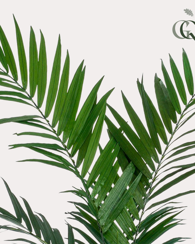 Kunstplant - Kentia -Kentiapalm - ↕ 150cm