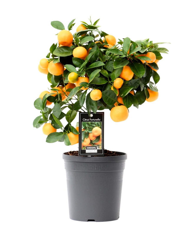 Citrus Calamondin - Ø15cm - ↕40cm