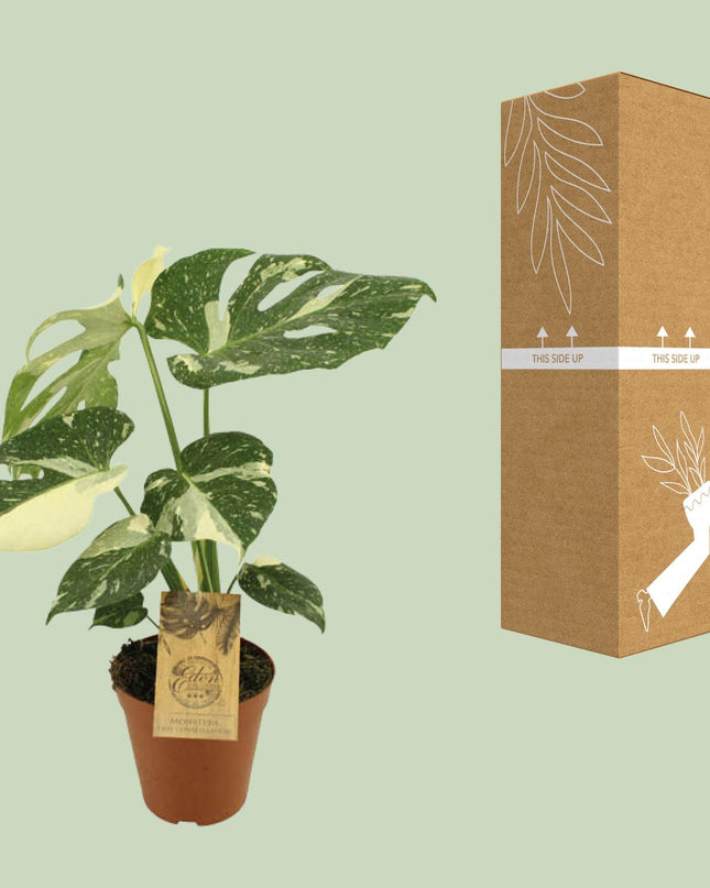 Monstera Thai Constellation - Ø15cm - ↕50cm