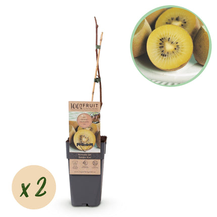 Gele Kiwi Fruitplant - 2 planten - Actinidia deliciosa Golden Kiwi - Gele Vrucht - Pot 15cm Hoogte 50cm