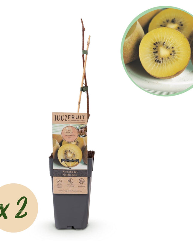 Gele Kiwi Fruitplant - 2 planten - Actinidia deliciosa Golden Kiwi - Gele Vrucht - Pot 15cm Hoogte 50cm
