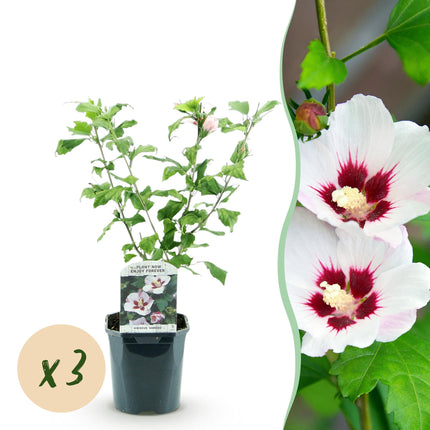 Hibiskus syriacus Hamabo - Gartenhibiskus - winterhart - weiß - rosa - 3 Pflanzen - Topf 17cm - Höhe 45cm