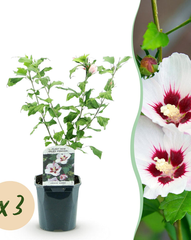 Hibiskus syriacus Hamabo - Gartenhibiskus - winterhart - weiß - rosa - 3 Pflanzen - Topf 17cm - Höhe 45cm