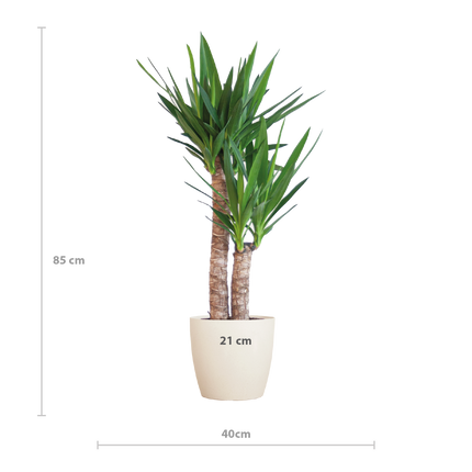 Yucca Elephantipes incl. pot Viber wit - 90cm - Ø21