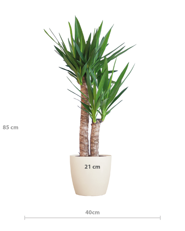 Yucca Elephantipes incl. pot Viber wit - 90cm - Ø21
