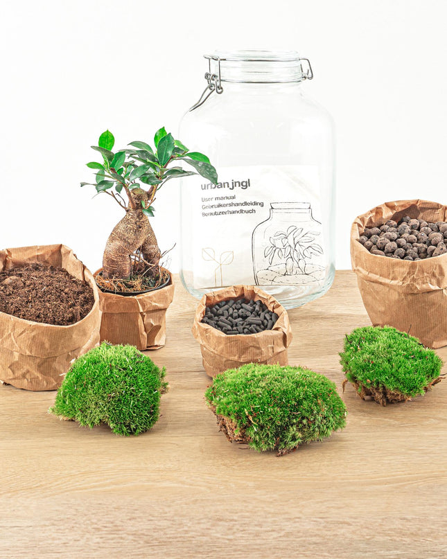 DIY terrarium - Jar - Ficus Ginseng bonsai - ↕ 28 cm - Normal