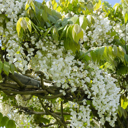 Witte Regen - Wisteria floribunda Alba - Ø15cm - ↕65cm