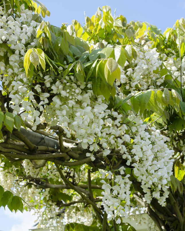 Witte Regen - Wisteria floribunda Alba - Ø15cm - ↕65cm