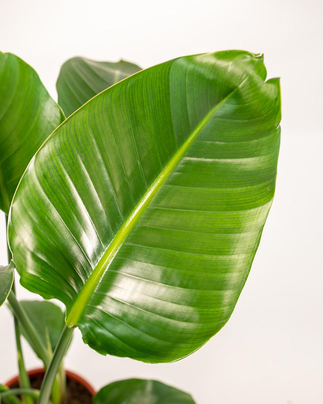 Strelitzia Nicolai incl. mand Selin - Ø19cm - ↕90cm